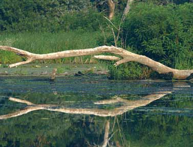 Tisza-tó 4/2 túra Tisza-TAvi TóKErülő KerÉKPártúra (bármely tóparti TElEPülÉSről) Megközelítés Általában a megyeszékhelyekről közvetlen autóbuszjáratokkal, kerékpárral a mellékutakon.