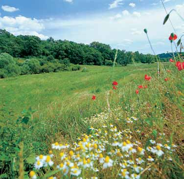 Dél-Dunántúl Bárányfok: Duna Dráva Nemzeti Park Élet az ártéren kiállítás 2,4 km hosszú tanösvény, mely az erdő élővilágát, az ártéri gazdálkodás formáit és az itt folyó