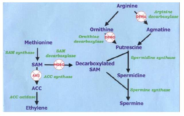 A Spermidin-szintáz gén Szamócában csak egy változatát sikerült