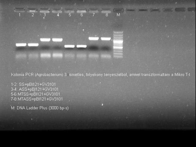 Eredmények A DNS szakaszokat