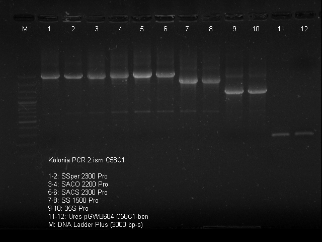 Agrobacterium tumefaciens-t