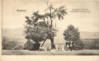 Zug liget, Normafa,