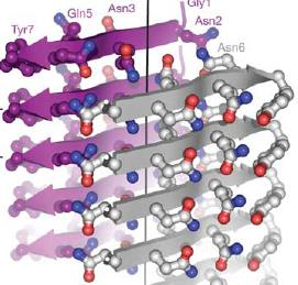 Amiloid-szerű aggregátumok szerkezete Az amiloidstruktúrák ismétlődő -redőkből állnak, melyeket a főtengelyre merőleges -szálak építenek fel. Jimenez et al PNAS 2002 Nelson et al.