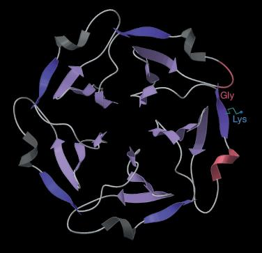 Természetes védekező mechanizmusok β-propeller: - töltött aminosavak gyakoriságának megnövelése alacsony-görbületű élekben (Lys),