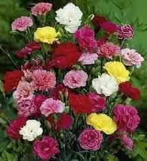 5 KÉTNYÁRI DÍSZNÖVÉNYEK FELISMERÉSE, JELLEMZÉSE Felhasználása: 25 cm-es sor és tőtávolság ültetve virágágyakba vagy illatával is díszítő vágott virágnak.