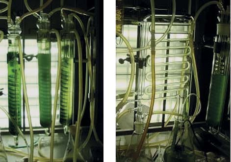 Chlorella vulgaris (nagyítás: 1:100) A Chlorella vulgaris Hamburgenesist (CvH) mint modell algát a német fél (Hamburgi Egyetem) javasolta kísérleteinkhez.