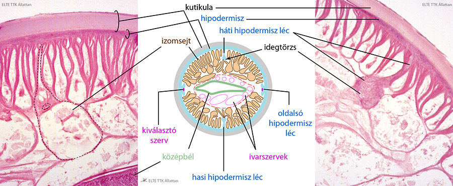 Hengeres férgek: fonálférgek: Idegrendszer és neuroszekréciós rendszer: Perifériás idegrendszer: 254 idegsejt részei: 8 hosszanti szomatikus ideg, izomsejtek
