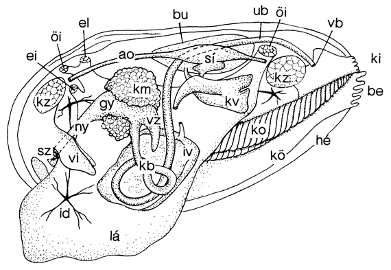 Puhatestűek: kagylók Viszonylag fejletlen dúcidegrendszer, 3 pár ganglionjuk van, amelyeket idegkötegek kötnek Kagyló belső szervei.