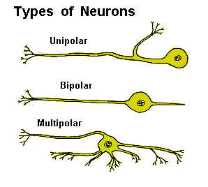 Ízeltlábúak: Rovarok: Idegrendszer: Specializált neuron típusok: motoros sejtek: unipolárisak,