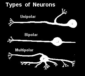 Szenzoros neuronok: bipolárisak érzékszervekben, dendritek specializálódnak a külvilági