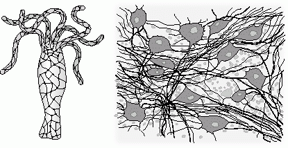Csalánozók (Cnidaria) idegrendszere Diffúz idegrendszer Ektodermális eredetű Külső és belső rétegben is egymással kapcsolódó idegsejtek
