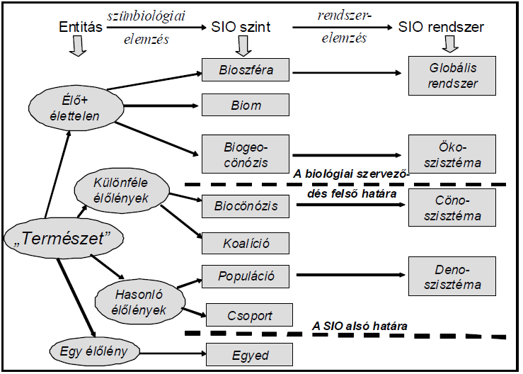 Ökológia vizsgálati szintjei Bioszféra Biom