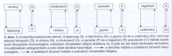 - Növekedés