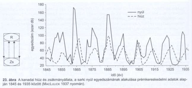 Lotka-Volterra ragadozó-zsákmány egyenletek Ragadozó: dn1 ----- = (B1*N2-D1)*N1 dt Zsákmány: dn2 ----- = (B2-D2*N1)*N2 dt A kanadai