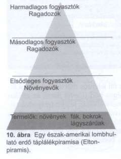 Táplálékhálózat stabilitás Producensek, konzumensek(rekuperálók), lebontók (reducensek, dekomponálók) Tápláléklánc alaptípus: - Herbivora - Parazita - Szaprofita A szintek száma a korábban