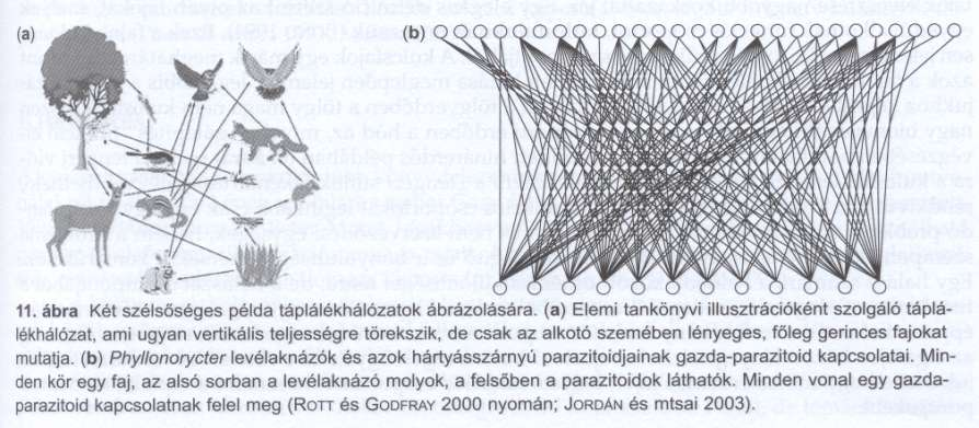 . Táplálékhálózatok ábrázolása valóság és egyszerűsítés -