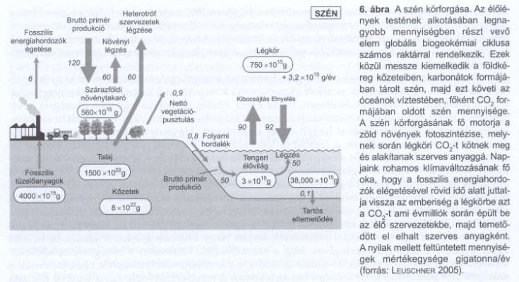 Biogeokémiai ciklusok Az élő szervezetek felépítéséhez makrotápanyagokra (C, N, H, O, P), és mikrotápanyagokra (pl. S, K, Na, Ca, Mg, Fe, Cu,.