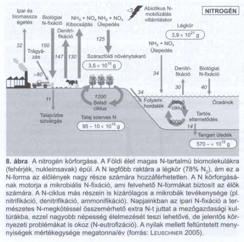 Biogeokémiai ciklusok Nitrogén A ciklus fő