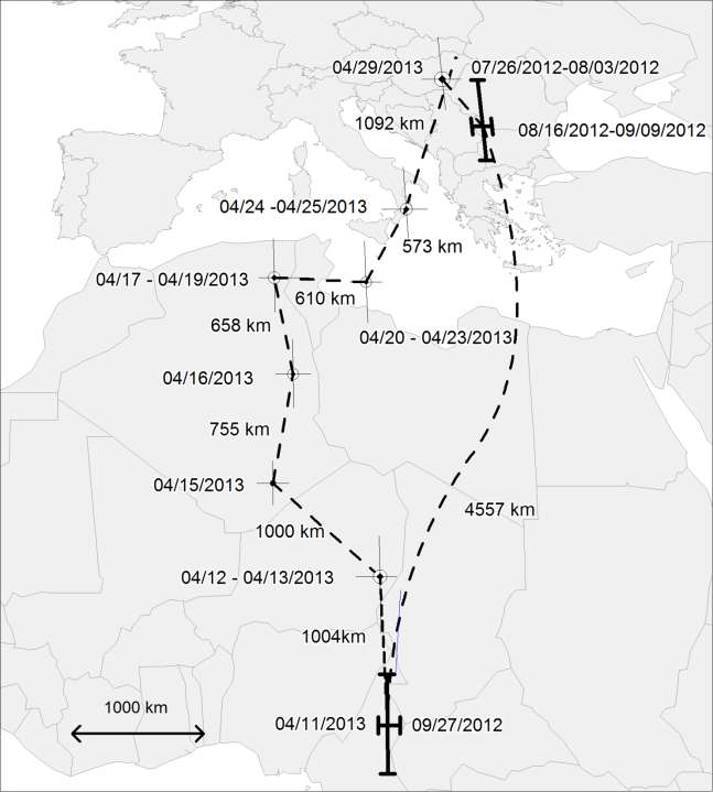 Partifecske, 7GD, tojó Ősz: 4557 km 18 nap Tavaszi: