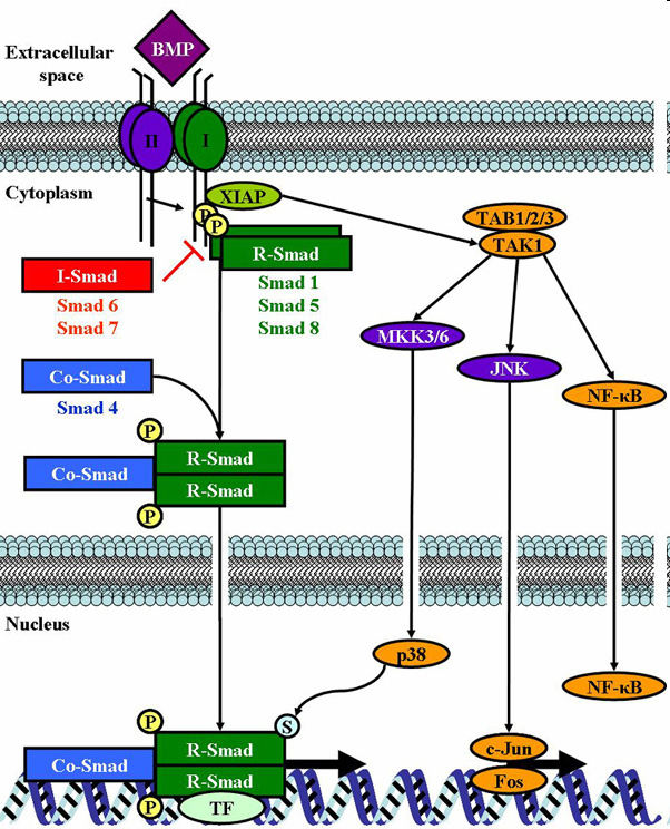 szintén kritikus osteogén transzkripciós faktor az SP7 expresszióját 11. Így az ostoblastogenesis szempontjából kulcsfontosságú szabályozó mechanizmus alakul ki 12.