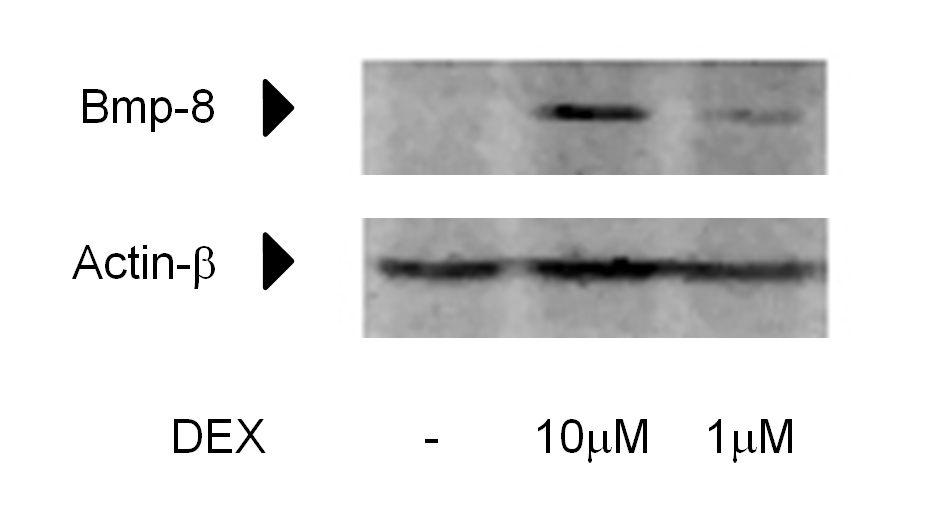 4.5.3 A BMP-8 fehérje Western blot analízise A DEX hatását a BMP-8 kifejeződésre mindkét típusú osteoblast sejten megvizsgáltuk. A DEX erőteljesen stimulálta a BMP-8 fehérje szintézisét.