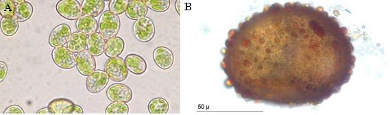 1. ábra: Az ivaros szaporodás képletének, a spórának bemutatása, a Schistostega pennata (A) és a Ephemerum serratum (B) mohafaj esetében (forrás: http://www.bryoecol.mtu.