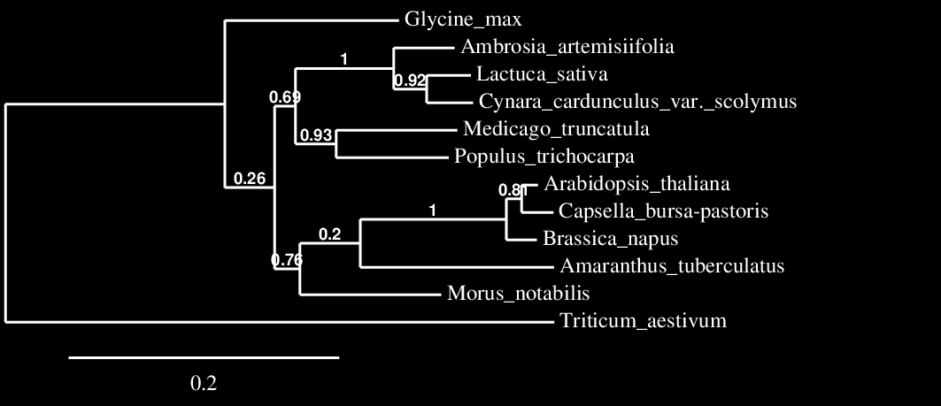 mintáinkból kimutatott HPPD gén 1368 bp hosszú, 456 aminosavból álló protein. 3.ábra Az A.