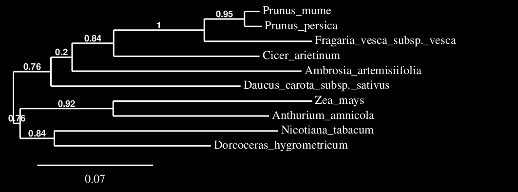 Protoporfirinogén oxidáz (PPO) enzimet kódoló gén: A PPO gén esetében két szekvenciát izoláltunk.