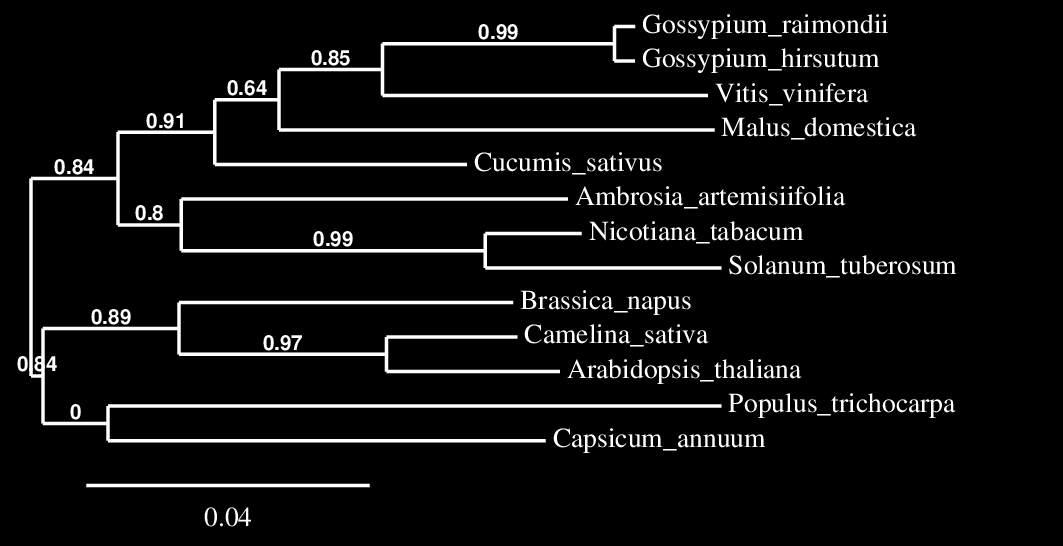 Glutamin szintáz (GS) enzimet kódoló gén Mintáinkból készült transzkriptom adatbázisban 1074 bp hosszú, 358 aminosavból álló proteint mutattunk ki. 5.ábra Az A.