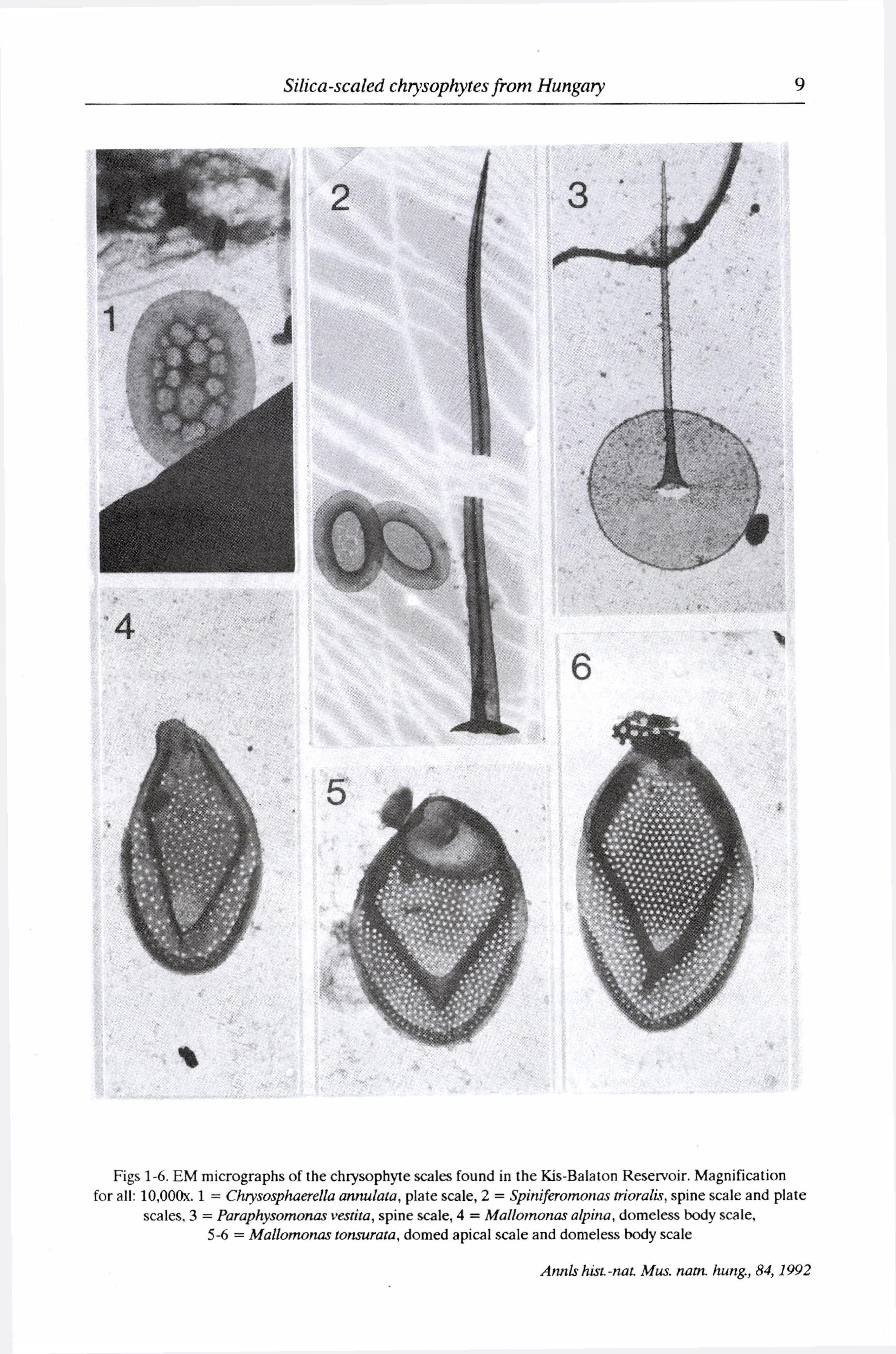 Figs 1-6. EM micrographs of the chrysophyte scales found in the Kis-Balaton Reservoir. Magnification for all: 10,000x.
