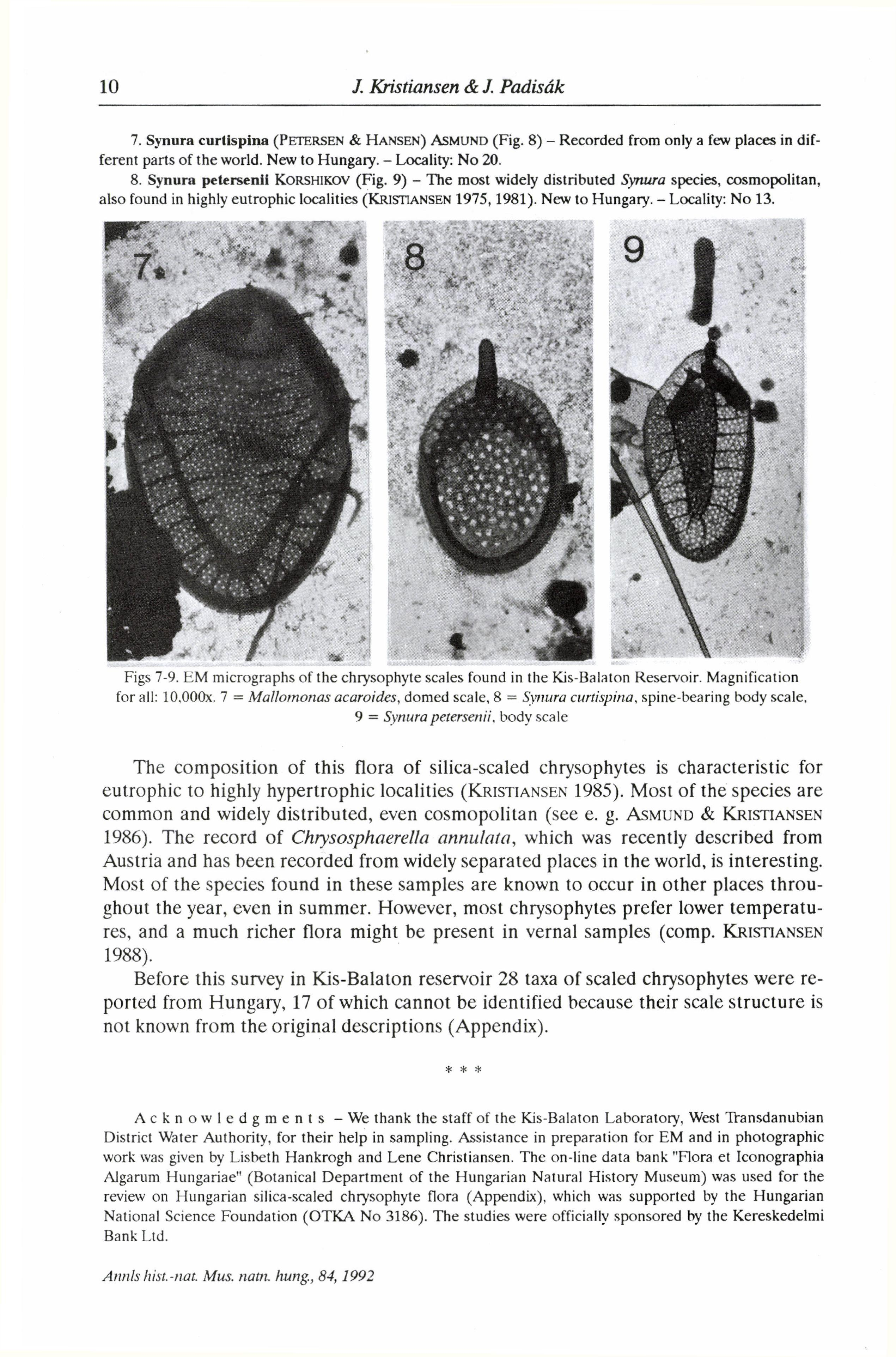 7. Synura curtispina (PETERSEN & HANSEN) ASMUND (Fig. 8) - Recorded from only a few places in dif ferent parts of the world. New to Hungary. - Locality: No 20. 8. Synura petersenii KORSHIKOV (Fig.