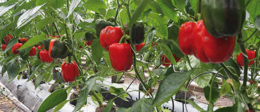 Nagy bogyóméretű (200-240 g), mély piros színű, kiváló minőséget adó blocky paprika fajta. Sikeresen termeszthető mind talajos, mind hidrokultúrás hajtatásban. Rövid ízközű generatív növényei vannak.