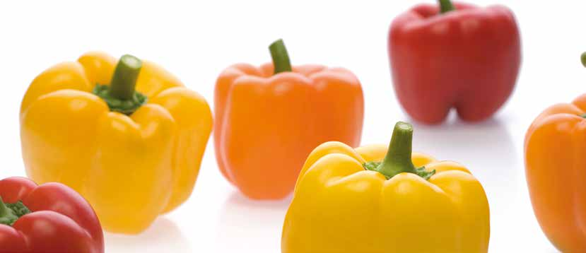 Sven RZ F1 Elsősorban talaj nélküli fűtött hajtatáshoz javasolt közepes bogyóméretű (180-200 g), zöldből sárgára érő blocky paprika. Rendkívül egyenletes, egyforma bogyó méretet biztosít.