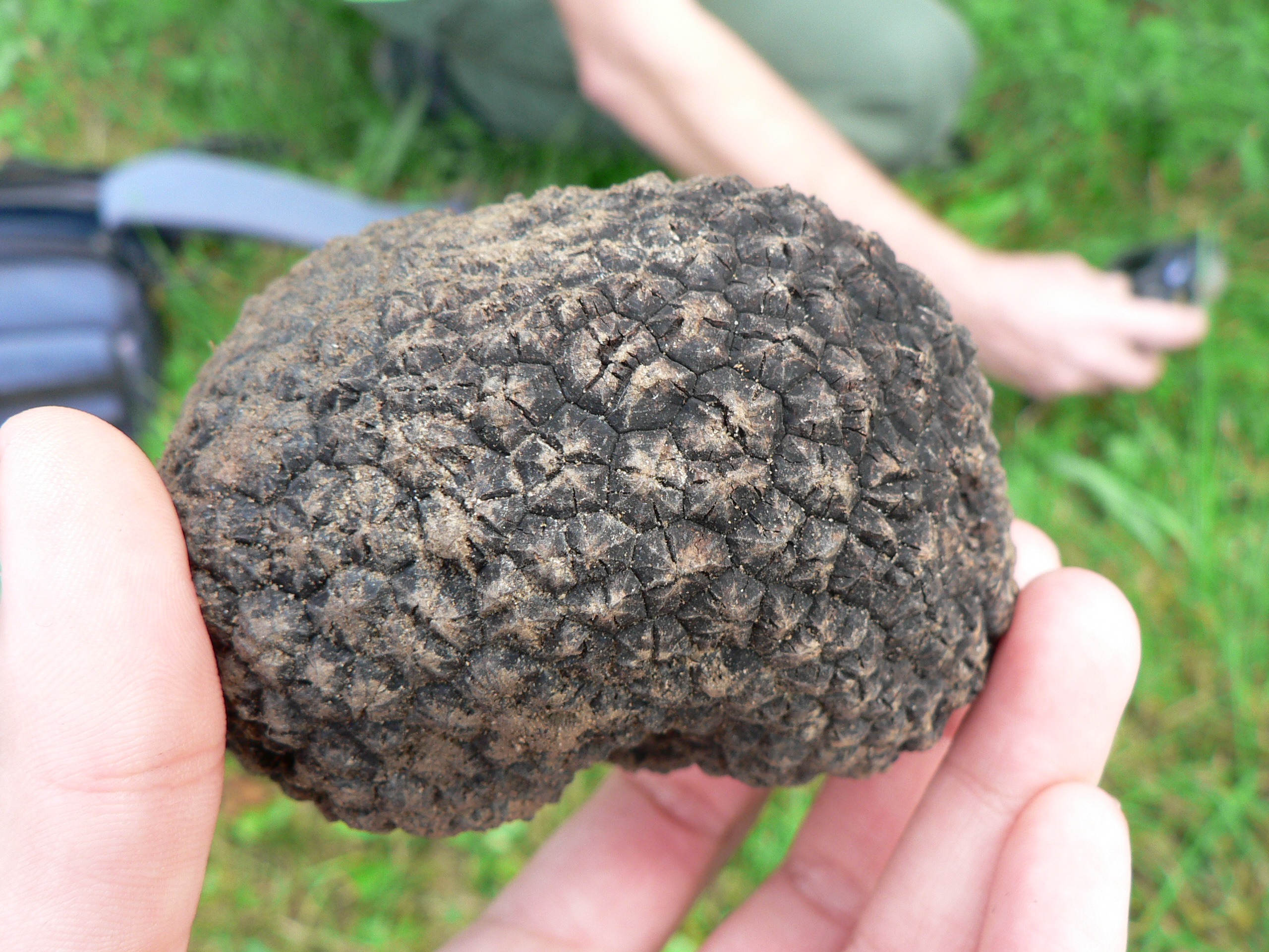 A szarvasgomba (Tuber aestivum) termesztéstechnológiájának kifejlesztése