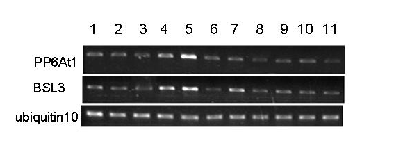 vektorba klónoztunk, majd szekvenciájának ellenőrzése után E. coliból Agrobacterium tumefaciens GV3101/ pmp90rk-ba építettük be a HB101/pRK2013 E.