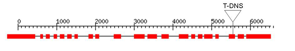 Plant Cell 15, 1111-1119). Az eltérés egyik lehetséges oka, hogy a csendesítés az AtPP7-tel homológ At1g48120 gént is érintette.