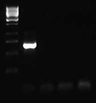 PP6 funkcionális vizsgálata A pp6at1 mutáns. A 17285-ös vonalban a PP6At1 génjének hetedik exonjába épült be T-DNS (2.ábra). Az inszerció RT-PCR analízisünk szerint meggátolja a gén átíródását.
