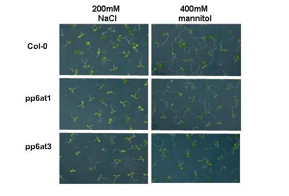 4. ábra. A pp6at1 és pp6at3 mutánsok növekedésének összehasonlítása só- és ozmotikus stressz közben.