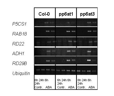 5.ábra. Néhány stresszindukált gén expressziójának változása a pp6at1 és pp6at3 mutánsokban. Mindegyik gén transzkripciója emelkedik 6 illetve 24 óra ABA kezelés után.