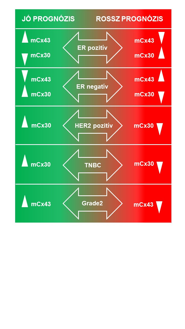 13. ábra. Cx43 és Cx30 mrns (m) és fehérje (p) kifejeződése és összefüggése a prognózissal primer emlőrákok alcsoportjaiban és különböző differenciáltságú tumorjaiban.