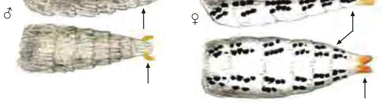 Fazekas, I. No. 3211. Fig. 1. Tuta absoluta: a) adult, H Mezőtúr: (photo Lévai, Sz.