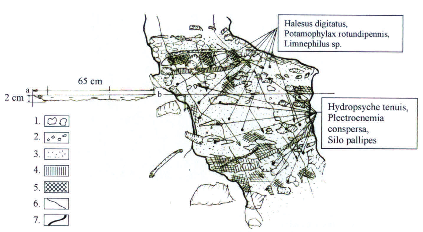 Így a vizsgált Zagyva felső szakaszán gyűjtött tegzeslárvák (Halesus digitatus, Silo pallipes, Plectrocnemia conspersa, Potamophylax nigricornis) és a kisérő faunaegyüttesek a számukra legalkalmasabb