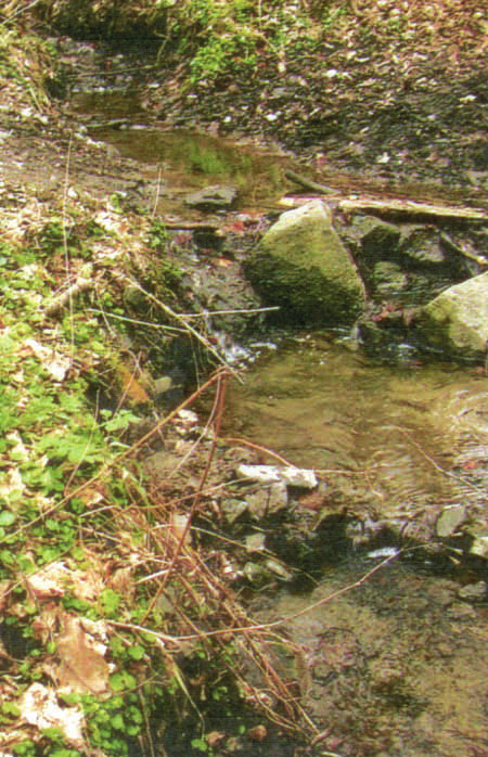 ábra), a Potamophylax rotundipennis, a Potamophylax nigricornis, a Limnephilus sp. lárvák. Kisérő faunaelem: gyakori a Dugesia gonocephala, a Gammarus fossarum, a Chironomus sp.