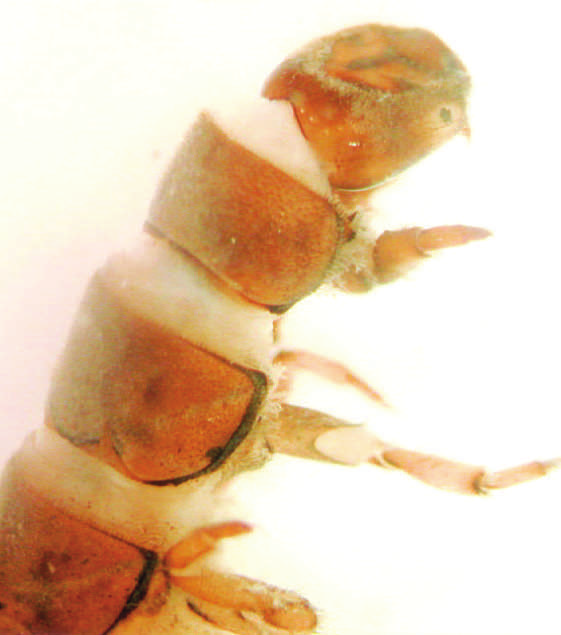 Plectrocnemia conspersa lárva feje,