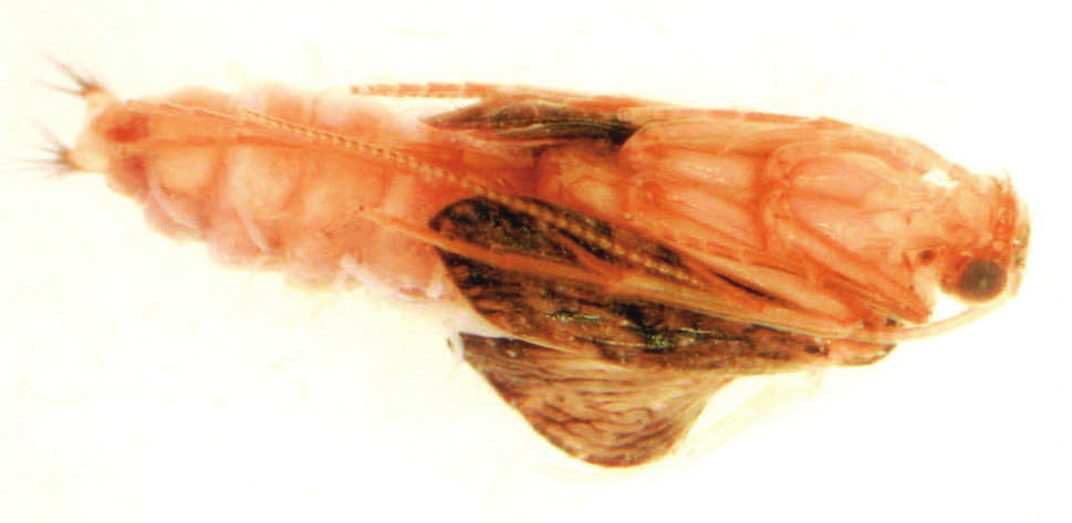 ábra. Hydropsyche cf.