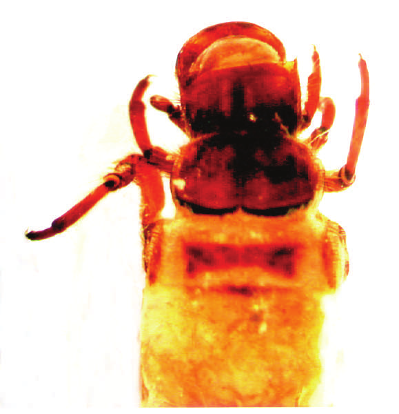 Odontocerum albicorne (Scopoli, 1736), a lárva elő, közép és utótora (balra), a tegezvég és a potrohvég az anális nyúlvánnyal (jobbra) 4 4. ábra.