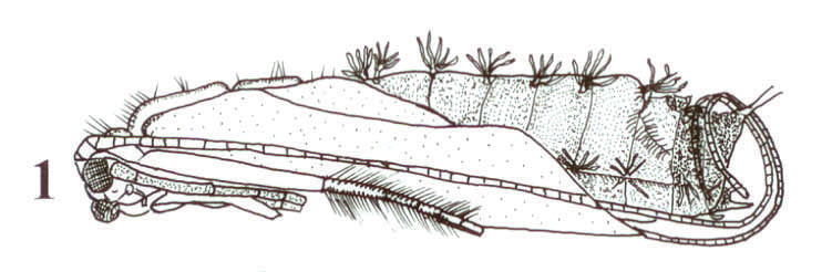 172 Kiss & Pfliegler: Odontocerum albicorne életciklusa 5. ábra.