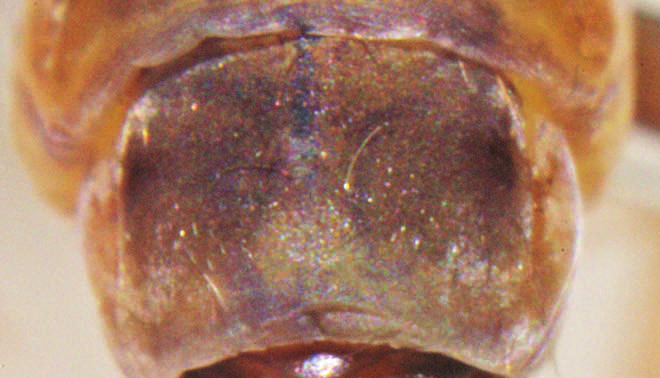 amelyek közül az Odontocerum albicorne (Scopoli, 1763) a legelterjedtebb.