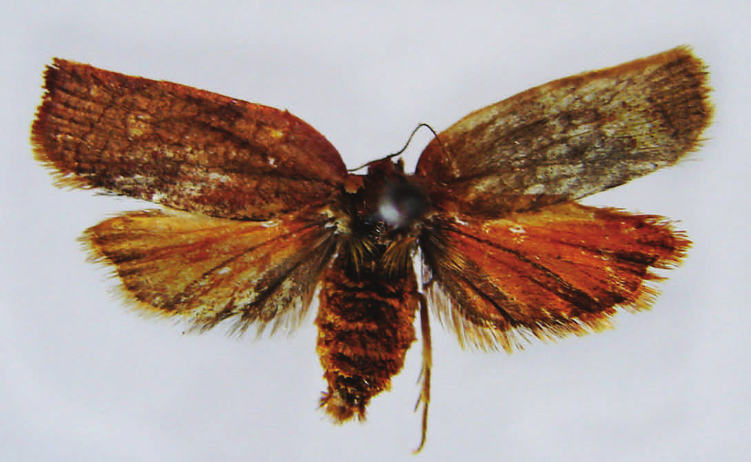 136 Fazekas: Cacoecimorpha pronubana csészébe helyezett. A hernyó november végén szövedéket készített és bebábozódott. Haltrich Attila, az év végi szabadságolást követően csak 2011.