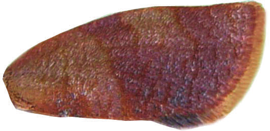 Cacoecimorpha pronubana (Hübner, [1796 99]) Mediterrán szegfű sodrómoly [Tortrix pronubana Hübner, [1796 99], Sammlung eur Schmett., Tortrices, pl. 19, Fig. 121. Locus typicus: Európa.